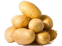 Patateste Solucan Gübresi Nasıl Kullanılır