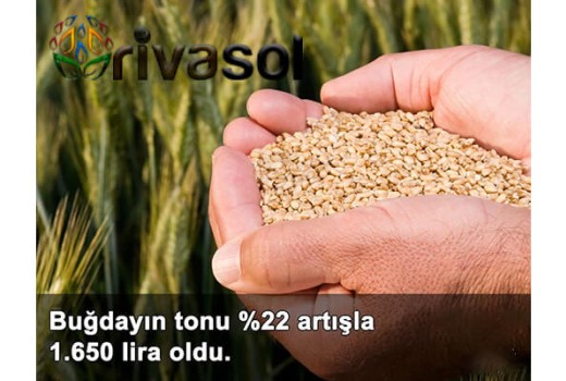 2020 Buğday Ton Fiyatı Ne Kadar? Buğday ve Bakliyat Alım Fiyatı ?