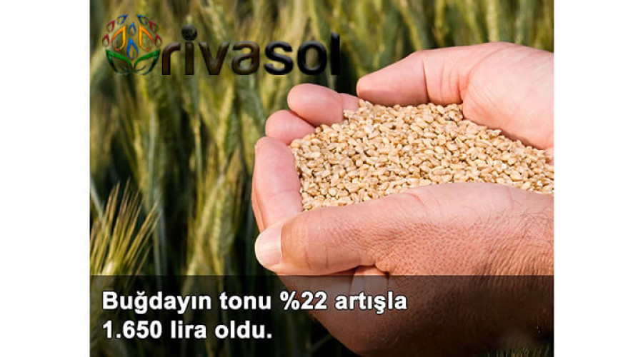 2020 Buğday Ton Fiyatı Ne Kadar? Buğday ve Bakliyat Alım Fiyatı ?