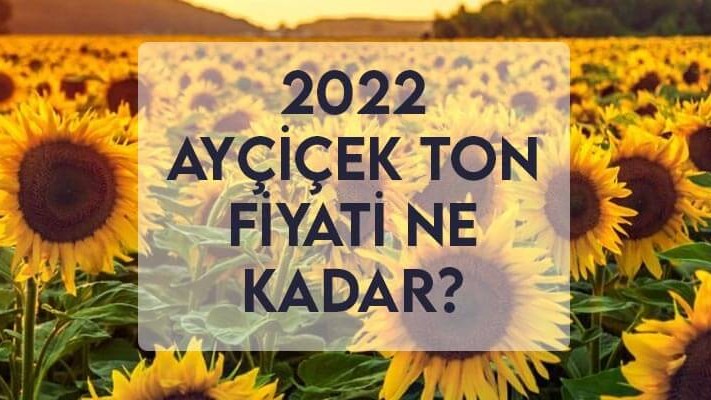2022 Ayçiçek Ton Fiyatı Ne Kadar? Ayçiçek Alım Fiyatı ? 2022 Ayçiçek Ton Fiyatı Ne Kadar? Ayçiçek Alım Fiyatı ?