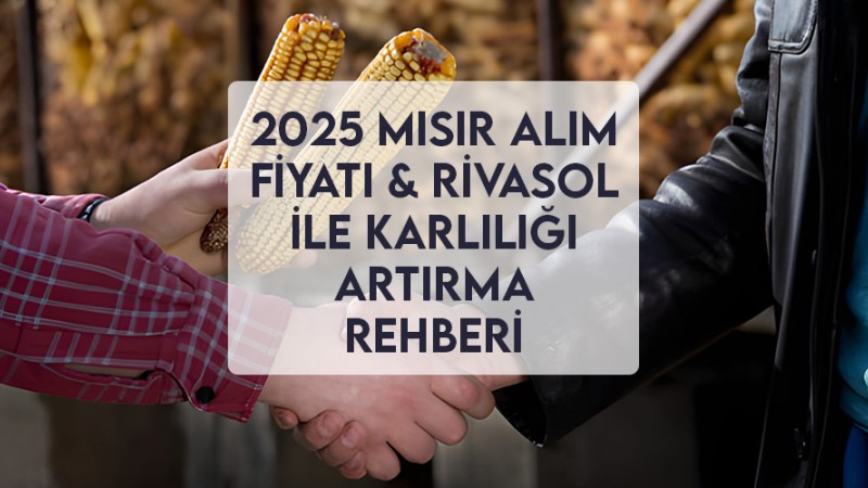2025 Mısır Alım Fiyatı & Rivasol ile Karlılığı Artırma Rehberi