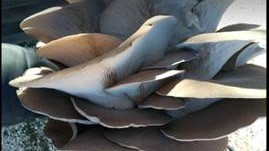 İstiridye Mantarında Sıvı Solucan Gübresi Nasıl Uygulanır? İstiridye Mantarında Sıvı Solucan Gübresi Nasıl Uygulanır?