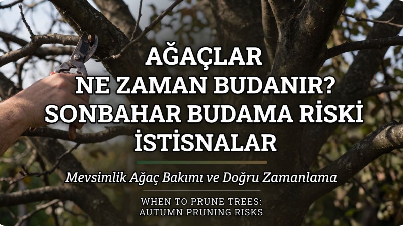 Meyve Ağaçları Ne Zaman Budanır? Sonbaharda Budama Yapılır mı?