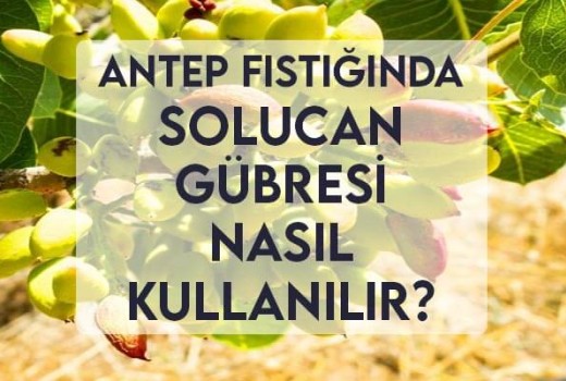 Antep Fıstığında Solucan Gübresi Nasıl Kullanılır?