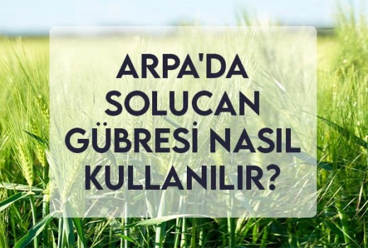 Arpa'da Solucan Gübresi Nasıl Kullanılır?