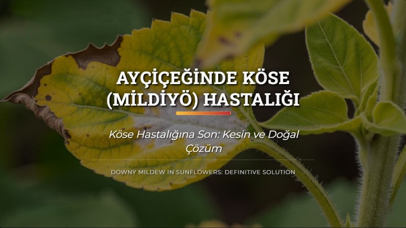 Ayçiçeğinde Köse (Mildiyö) Hastalığı ve Kesin Çözümü