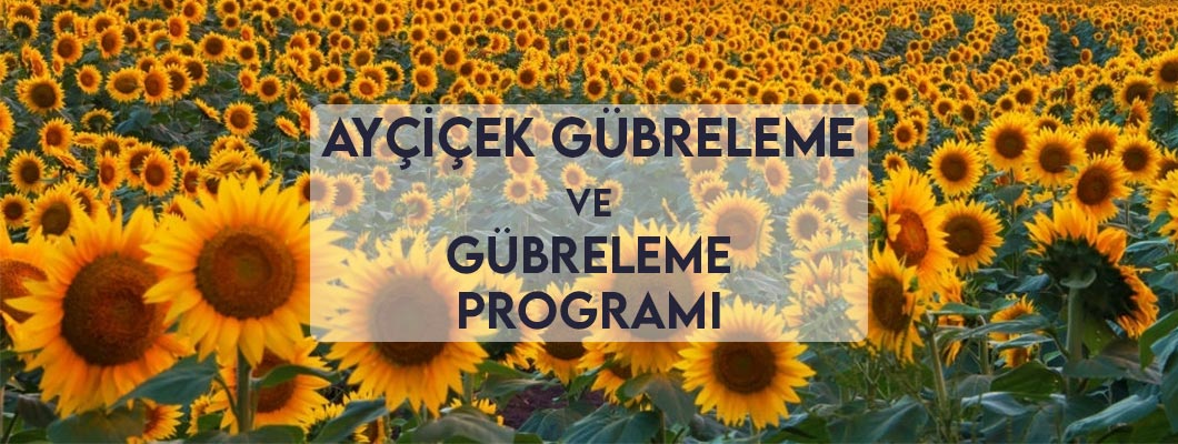 Ayçiçek Gübreleme ve Gübreleme Programı Ayçiçek Gübreleme ve Gübreleme Programı