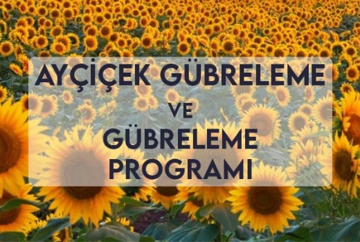 Ayçiçek Gübreleme ve Gübreleme Programı