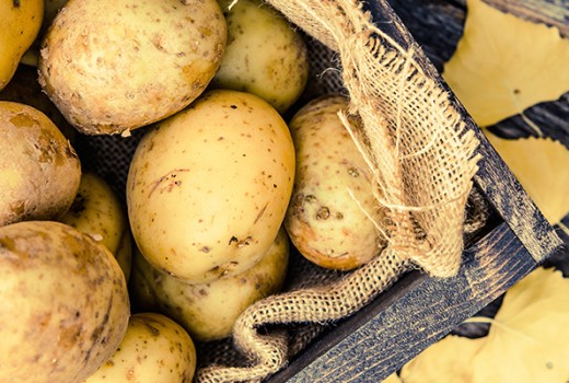 Azotlu Gübre ve Solucan Humusunun Patates Yumrusunda (Agria CV.) Vej