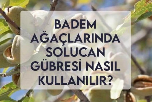 Badem Ağaçlarında Solucan Gübresi Nasıl Kullanılır?