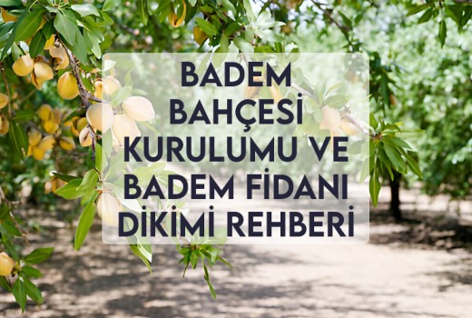 Badem Bahçesi Kurulumu ve Badem Fidanı Dikimi Rehberi