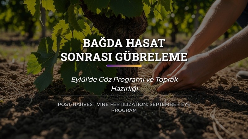 Bağda Hasat Sonrası Gübreleme: Eylül'de Göz Programı