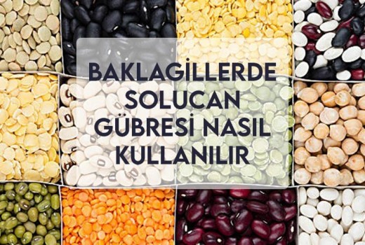 Baklagillerde Solucan Gübresi Nasıl Kullanılır