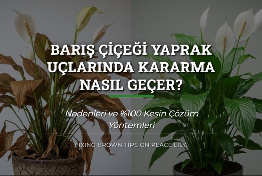 Barış Çiçeği Yaprak Uçlarında Kararma Nasıl Geçer? Kesin Çözüm