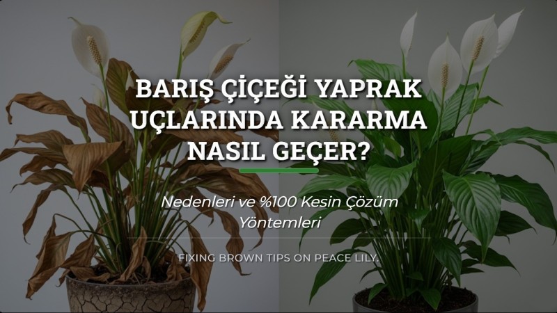 Barış Çiçeği Yaprak Uçlarında Kararma Nasıl Geçer? Kesin Çözüm