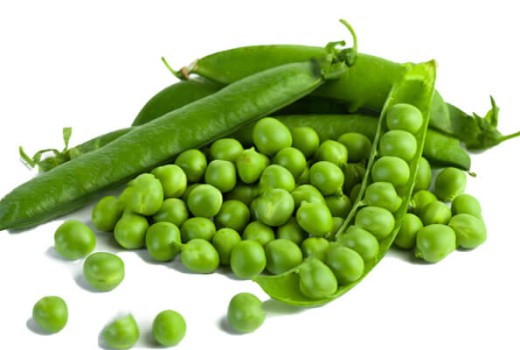 Bezelye Solucan Gübresi Nasıl Kullanılır?