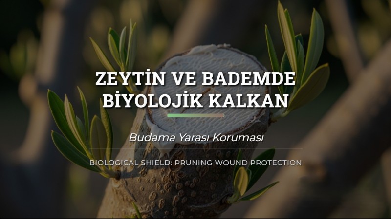 Zeytin ve Bademde Biyolojik Kalkan: Budama Yarası Koruması
