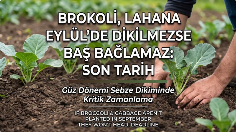 Kışlık Lahana ve Brokoli Ne Zaman Dikilir? Baş Bağlama Takvimi