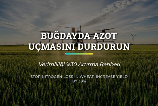 Buğdayda Azot Uçmasını Durdurun: Verimliliği %30 Artırma Rehberi