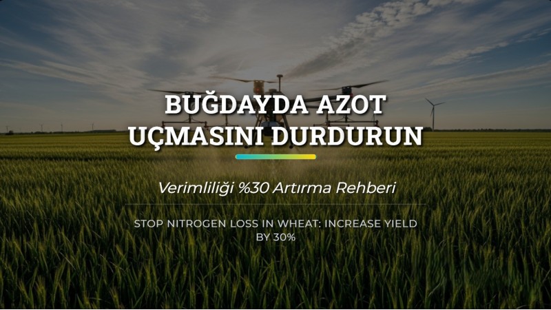 Buğdayda Azot Uçmasını Durdurun: Verimliliği %30 Artırma Rehberi
