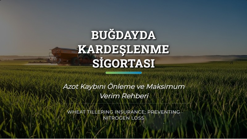 Buğdayda Kardeşlenme Sigortası: Azot Kaybını Önleme Rehberi