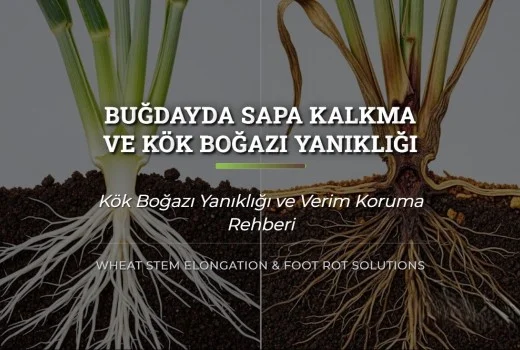 Buğdayda Sapa Kalkma ve Kök Boğazı Yanıklığı Çözüm Rehberi