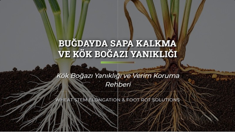 Buğdayda Sapa Kalkma ve Kök Boğazı Yanıklığı Çözüm Rehberi