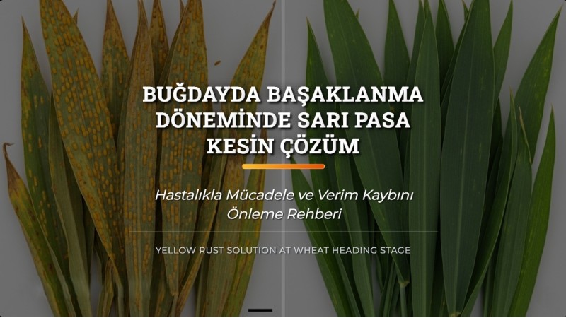 Buğdayda Başaklanma Döneminde Sarı Pasa Kesin Çözüm