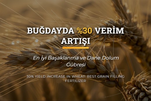 Buğdayda %30 Verim: en iyi Başaklanma ve Dane Dolum Gübresi