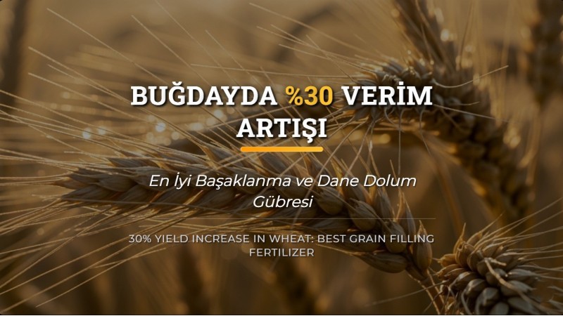 Buğdayda %30 Verim: en iyi Başaklanma ve Dane Dolum Gübresi