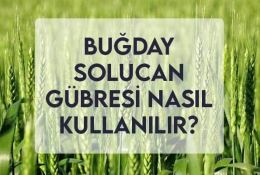 Buğdayda Solucan Gübresi Nasıl Kullanılır?