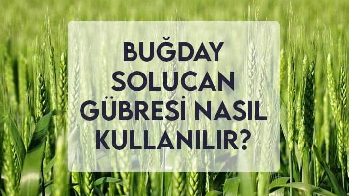 Buğdayda Solucan Gübresi Nasıl Kullanılır? Buğdayda Solucan Gübresi Nasıl Kullanılır?