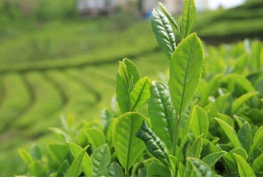 Çay'da Solucan Gübresi Nasıl Kullanılır?