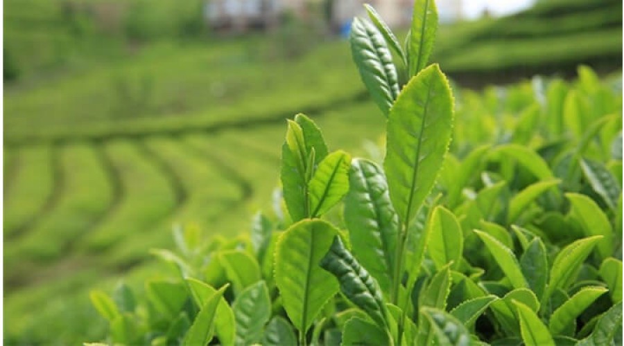 Çay'da Solucan Gübresi Nasıl Kullanılır?