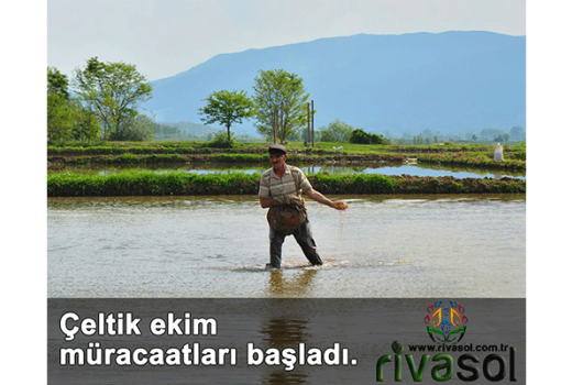 2020 Yılı Çeltik Ekim Müracaatları Başladı