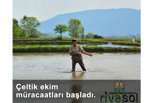 2020 Yılı Çeltik Ekim Müracaatları Başladı