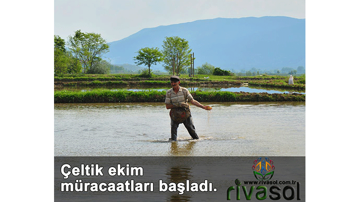 2020 Yılı Çeltik Ekim Müracaatları Başladı 2020 Yılı Çeltik Ekim Müracaatları Başladı