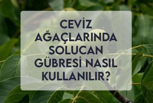 Ceviz Ağaçlarında Solucan Gübresi Nasıl Kullanılır?