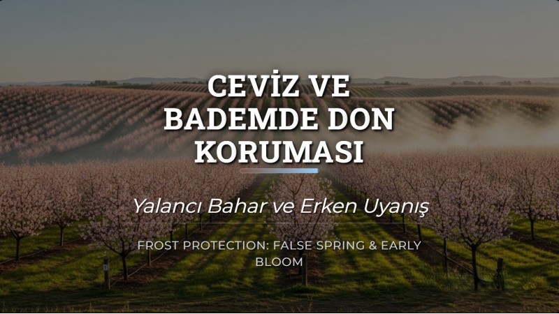 Ceviz ve Bademde Don Koruması: Yalancı Bahar ve Erken Uyanış