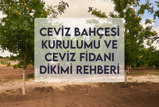 Ceviz Bahçesi Kurulumu ve Ceviz Fidanı Dikimi Rehberi
