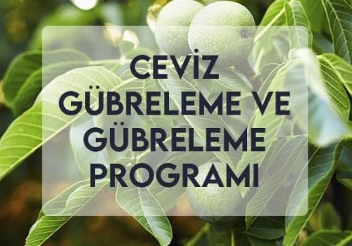 Ceviz Gübreleme ve Gübreleme Programı