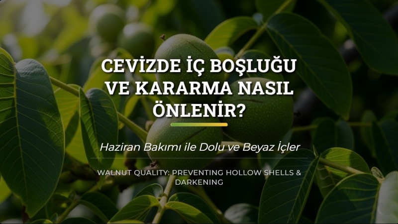 Cevizde İç Boşluğu ve Kararma Nasıl Önlenir? Haziran Bakımı
