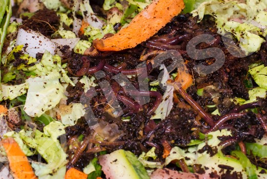 Çevreci Etkinliklerde Bugün: Kompost Yapıyoruz! 