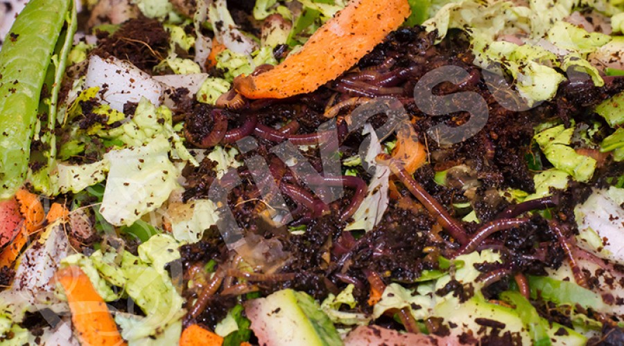 Çevreci Etkinliklerde Bugün: Kompost Yapıyoruz! 