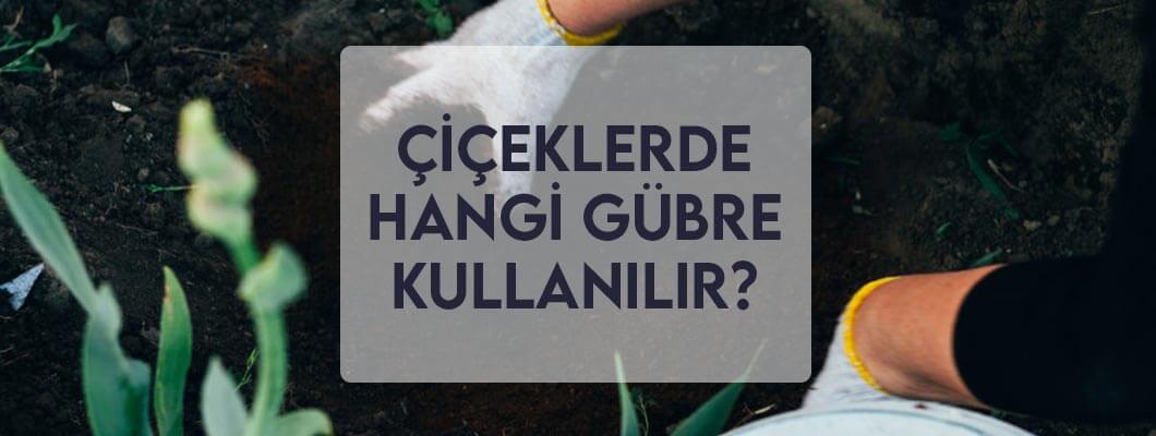 Çiçeklerde Hangi Gübre Kullanılır? Çiçeklerde Hangi Gübre Kullanılır?
