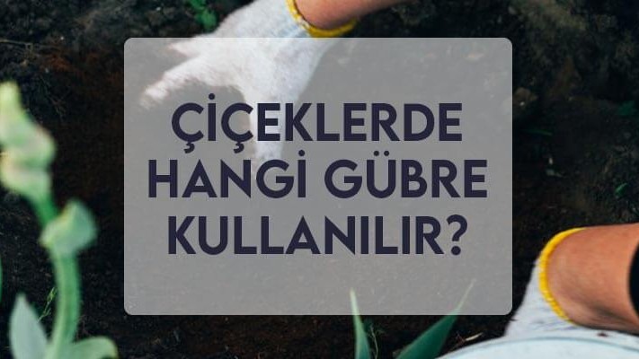 Çiçeklerde Hangi Gübre Kullanılır? Çiçeklerde Hangi Gübre Kullanılır?