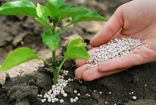 Çiftçiye Koronavirüs Değil Kimyasal Gübre Darbesi