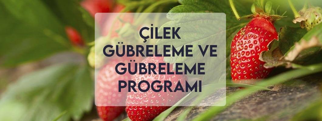 Çilek Gübreleme ve Gübreleme Programı Çilek Gübreleme ve Gübreleme Programı
