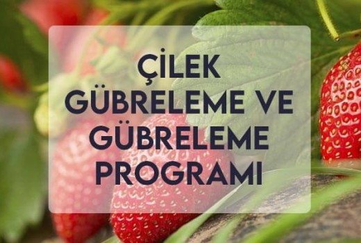 Çilek Gübreleme ve Gübreleme Programı