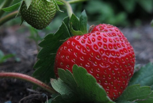 Çilekte Solucan Gübresi Nasıl Kullanılır?